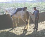 Horses and Mindfulness
